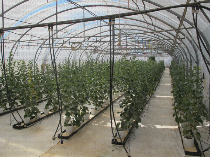 Dispositif expérimental : culture de melon en conditions semi controlées, Ctifl centre de Balandran